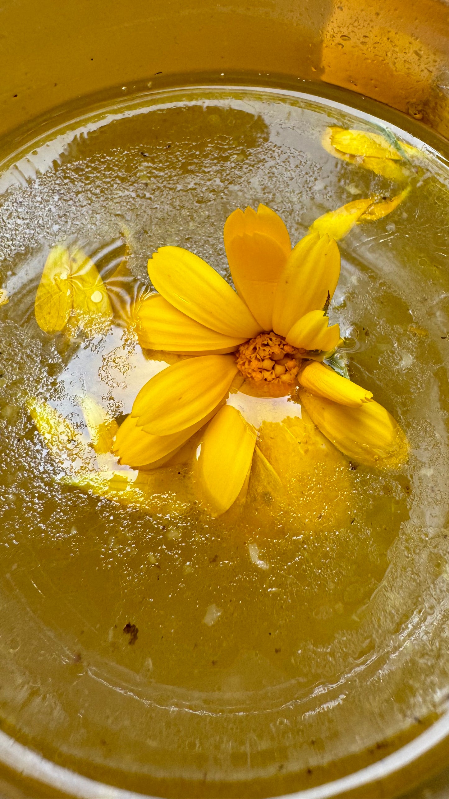 Lemon-Aid